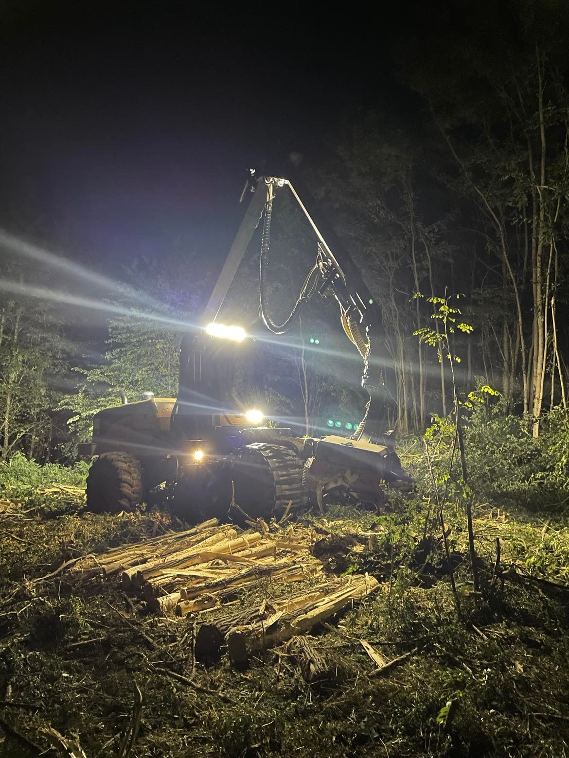 Abattage d’arbres à Besançon : un travail de précision